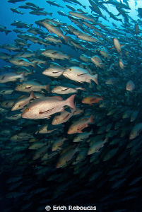 Rush hour - Snapper spawning by Erich Reboucas 